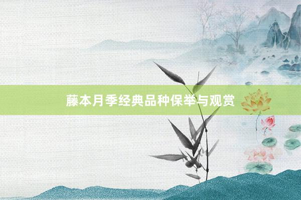 藤本月季经典品种保举与观赏